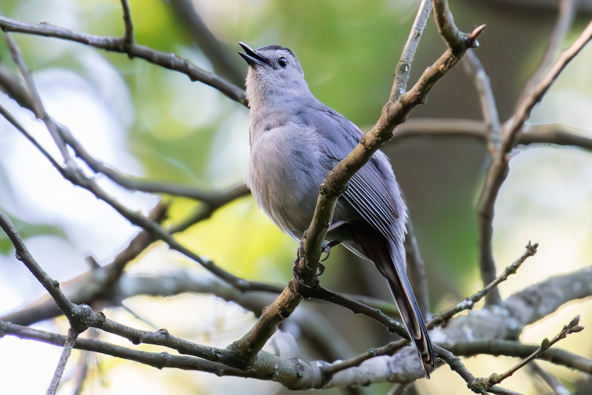 Gray Catbird - Victoria Celis