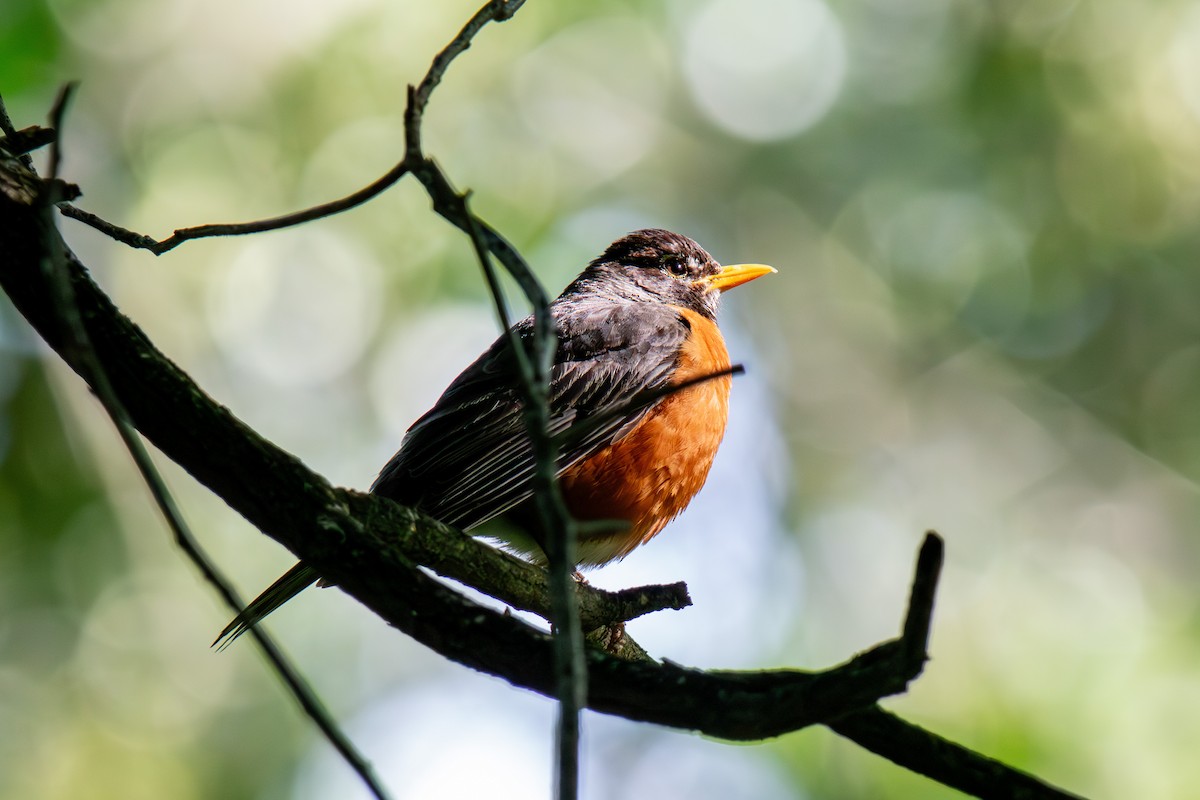 American Robin - ML586213301