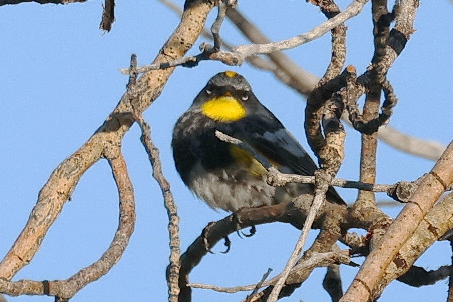 Yellow-rumped Warbler (Audubon's) - ML586213331