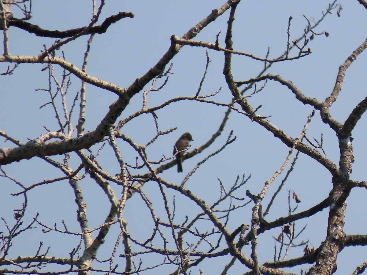 Dusky Flycatcher - ML586213461