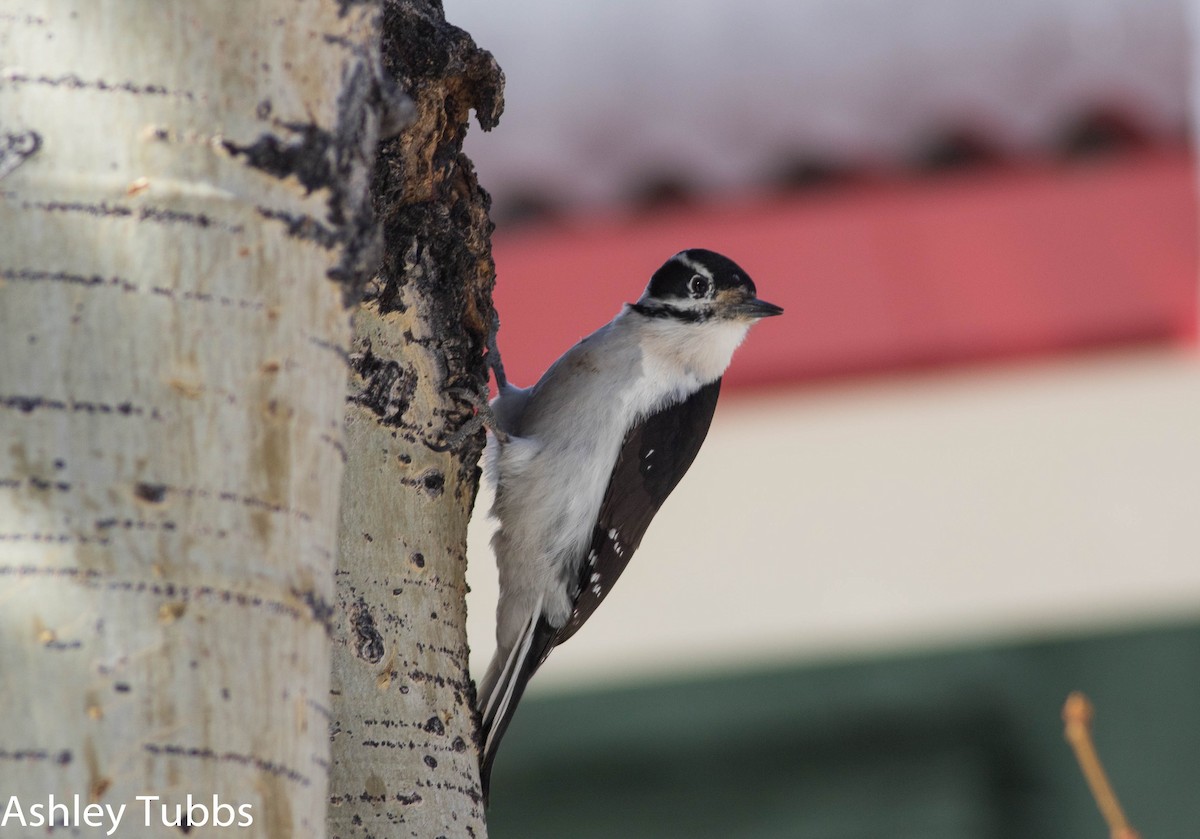 Hairy Woodpecker - Ashley Wahlberg (Tubbs)