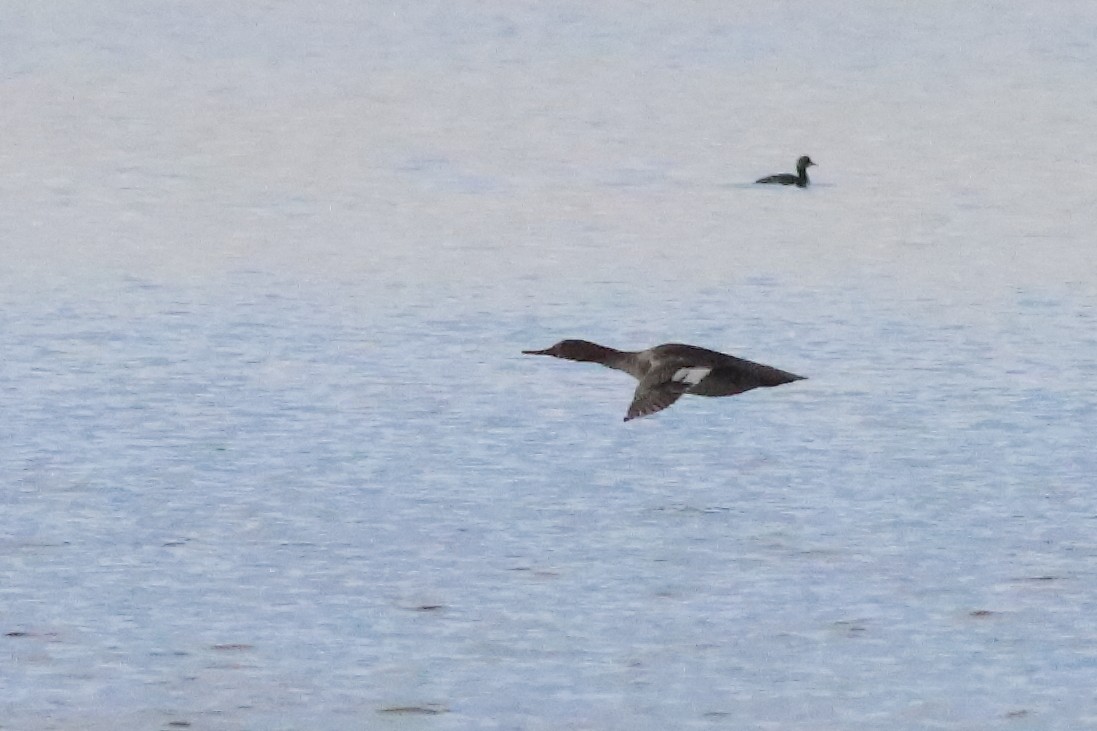 Red-breasted Merganser - ML586214181