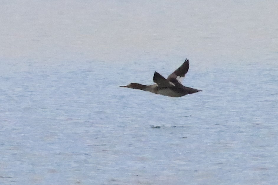 Red-breasted Merganser - ML586214191