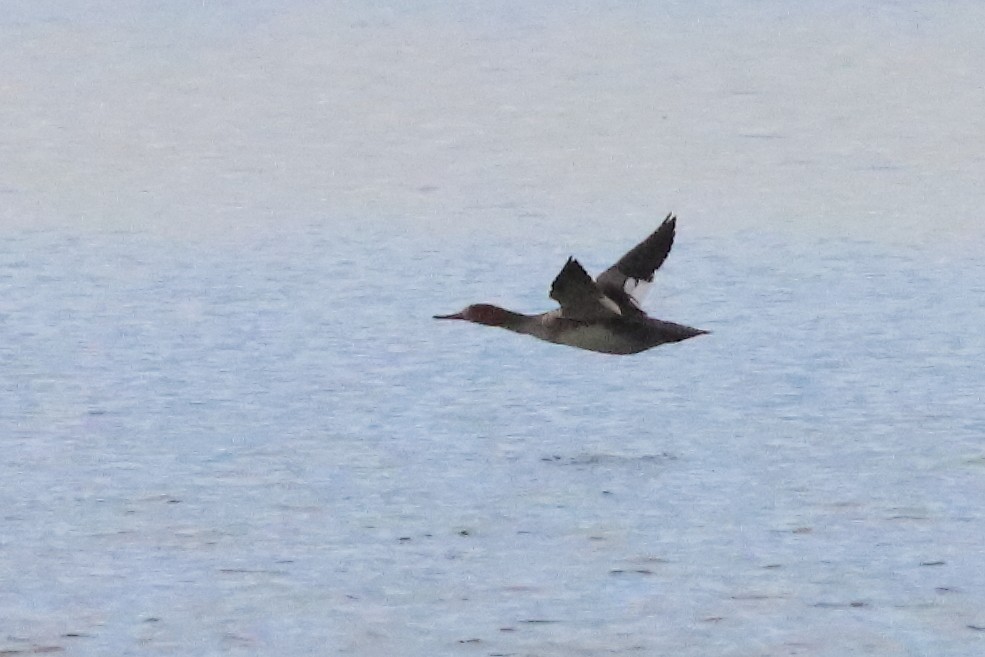 Red-breasted Merganser - ML586214201