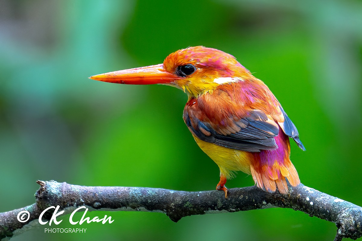 Rufous-backed Dwarf-Kingfisher - Chee Keong Chan