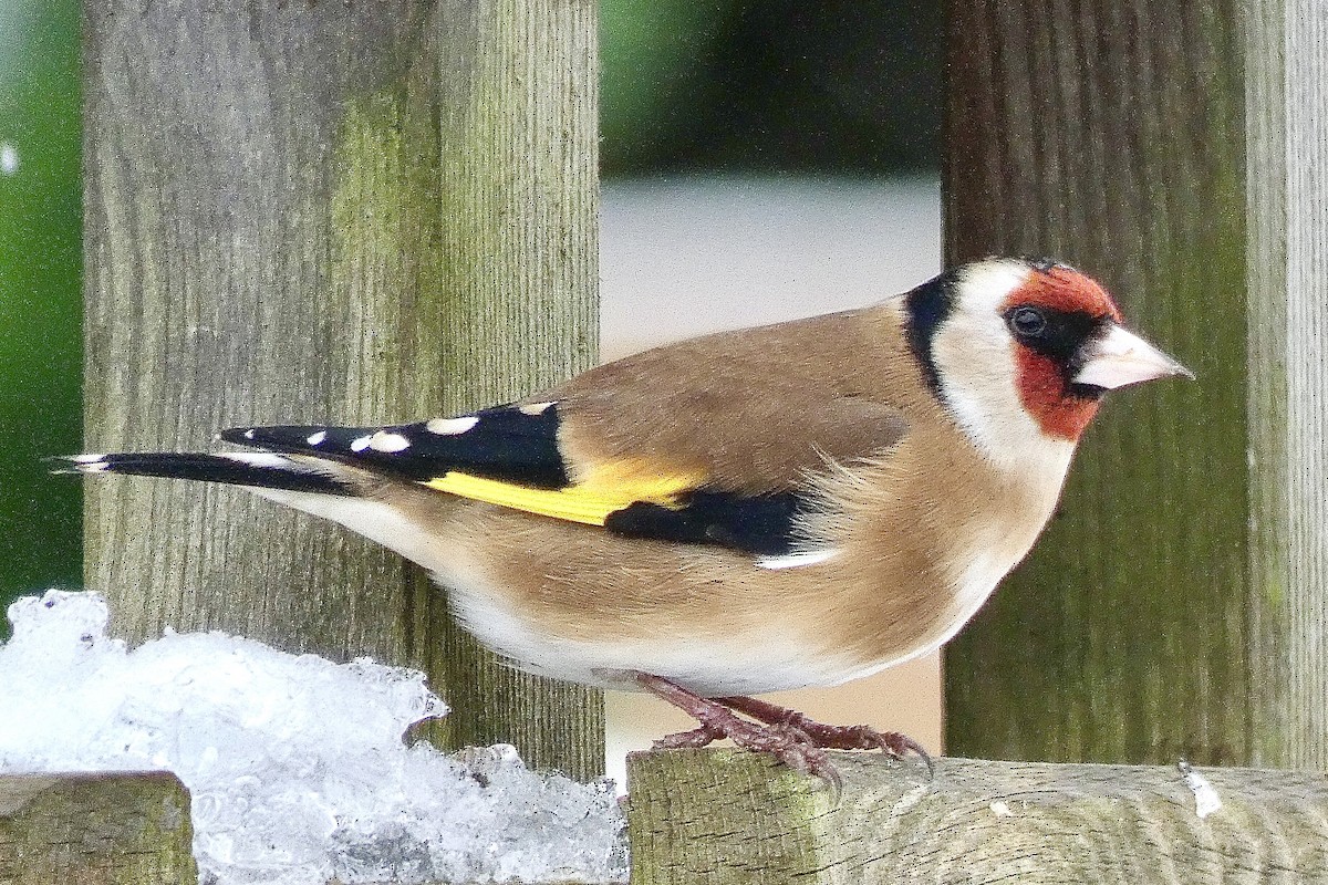 European Goldfinch - ML586216131