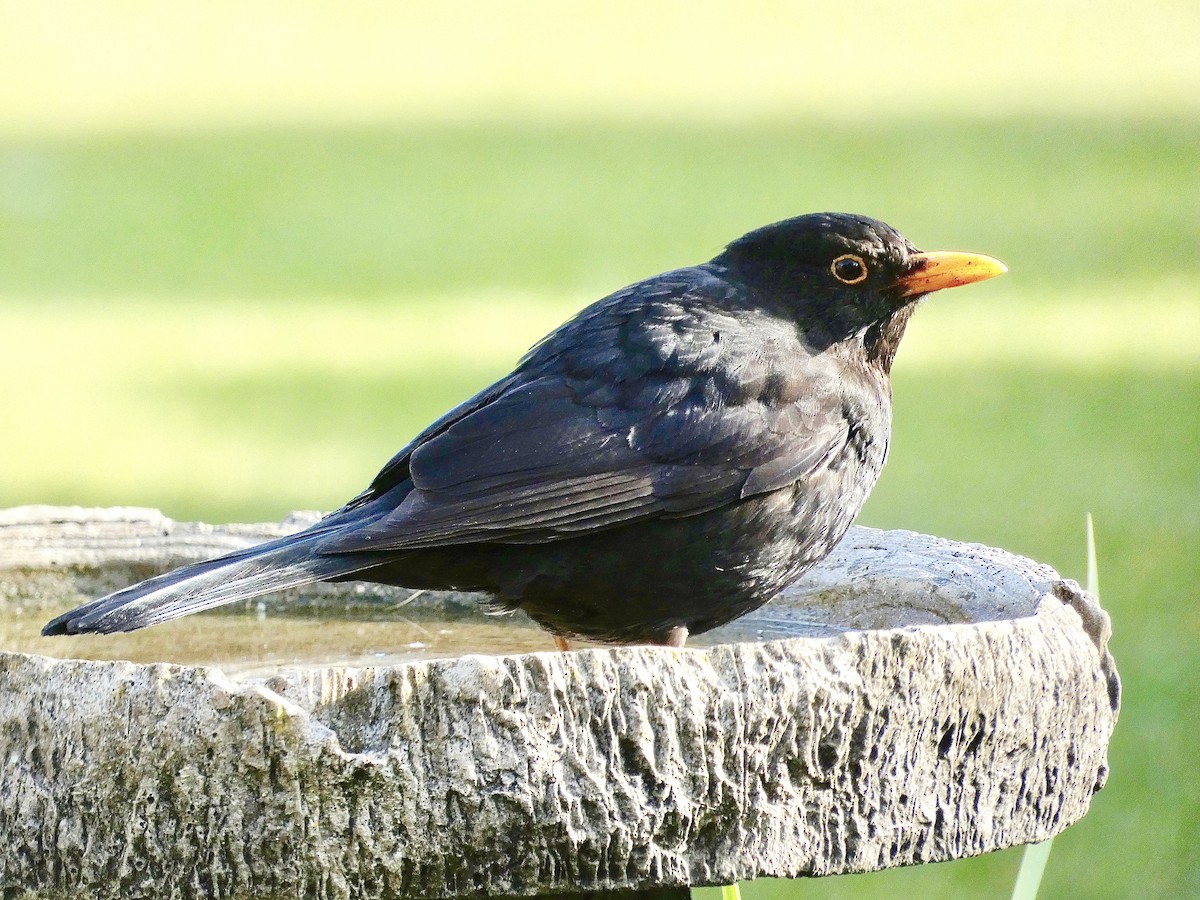 Eurasian Blackbird - Joshua Mummery