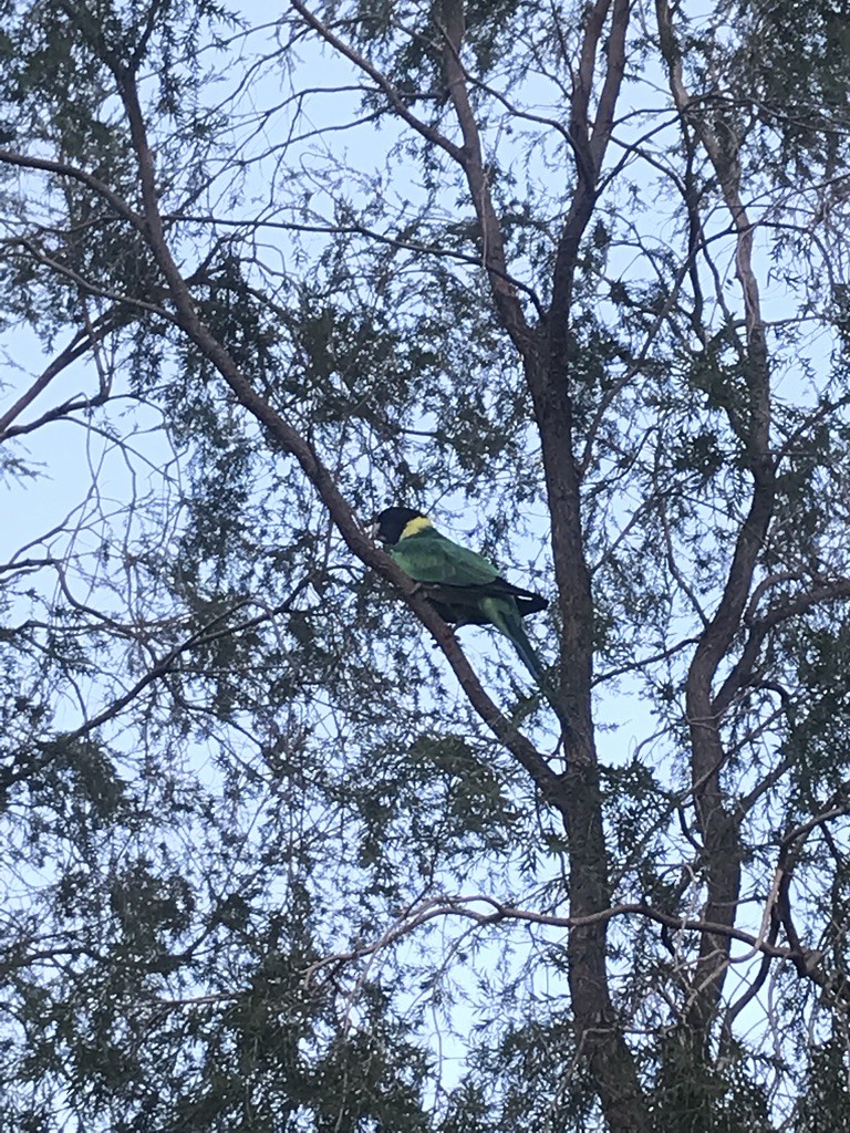 Australian Ringneck - ML586216771