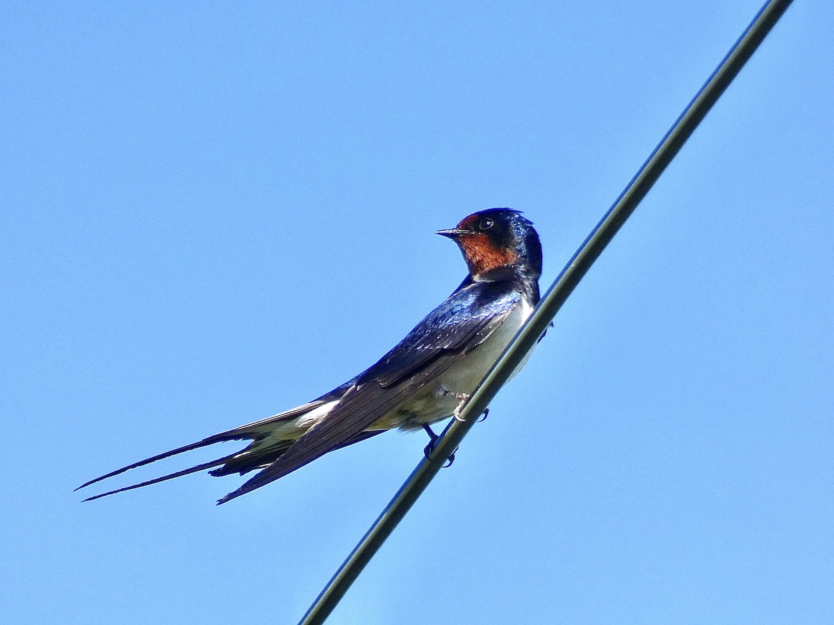 Barn Swallow - ML586217081