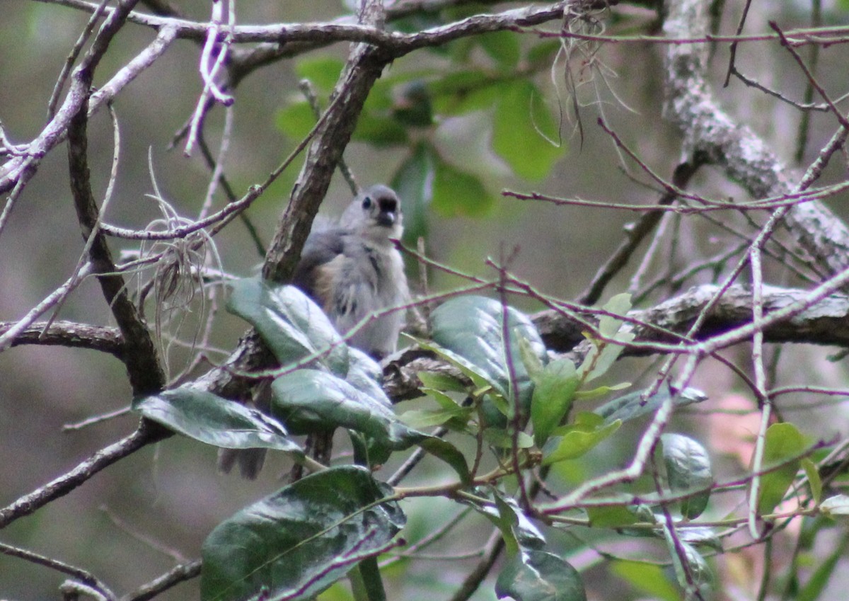 Tufted Titmouse - ML586217251