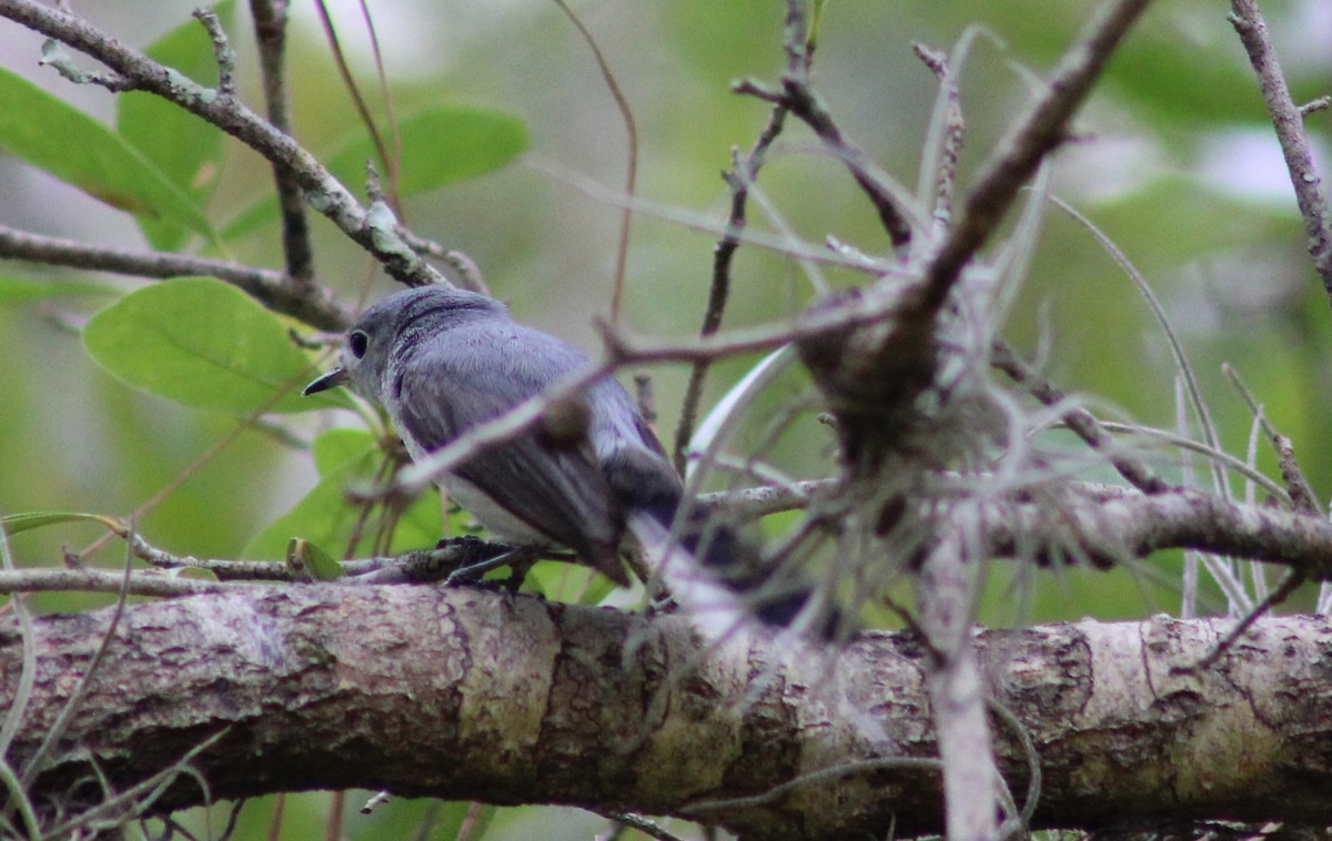 Blue-gray Gnatcatcher - ML586217281