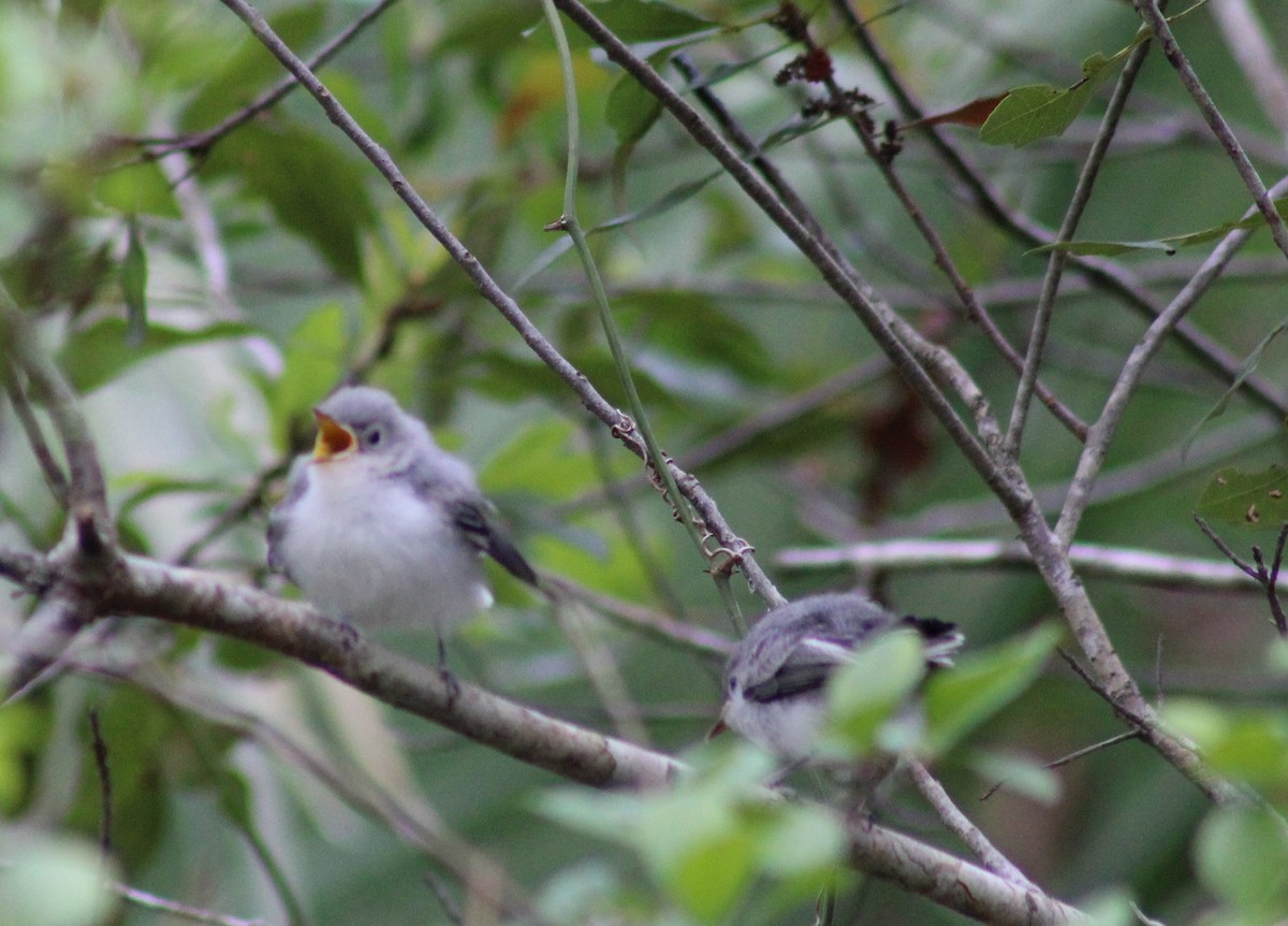 Blue-gray Gnatcatcher - ML586217291