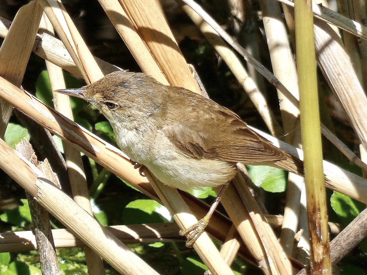 Common Reed Warbler - ML586217311