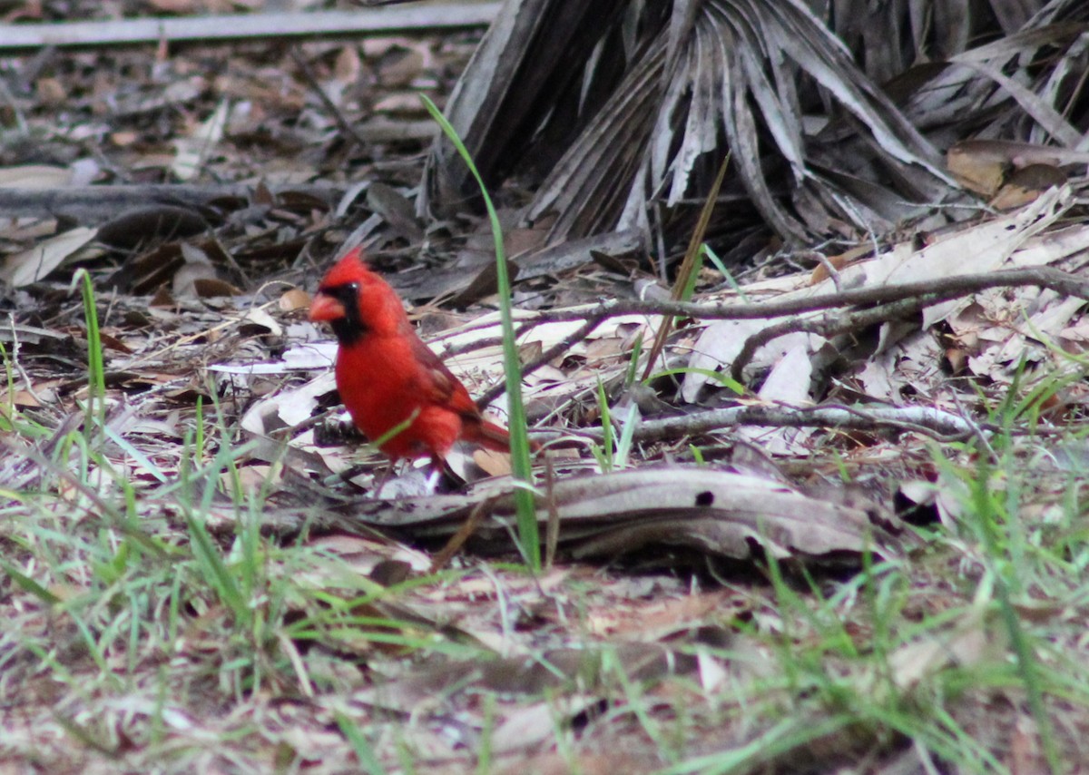 Cardinal rouge - ML586217321