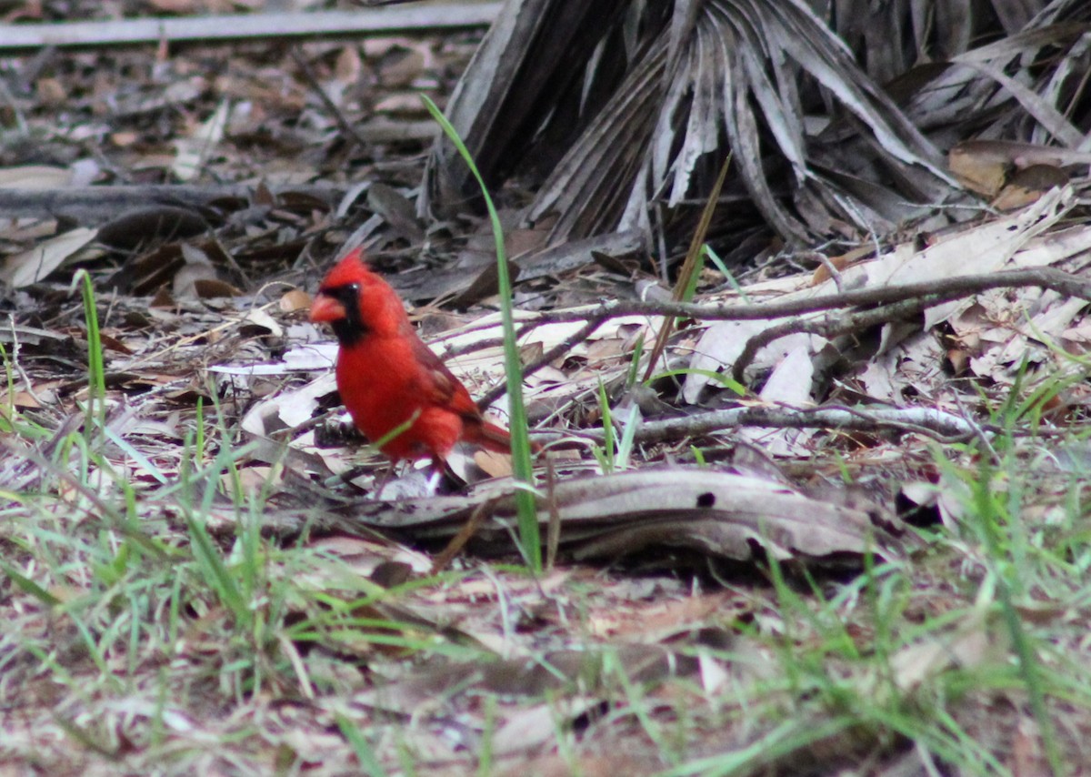 Northern Cardinal - ML586217321