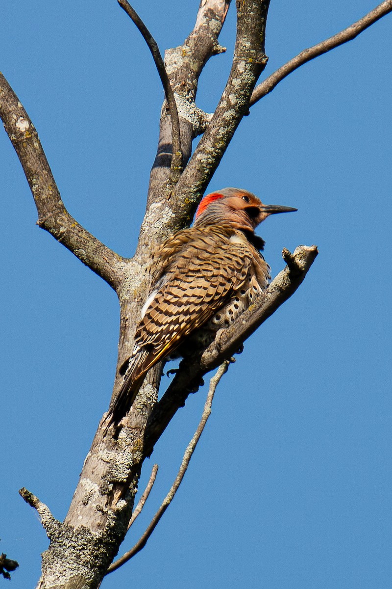 Northern Flicker - ML586217721