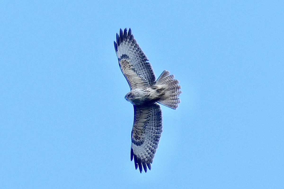 Mäusebussard - ML586218061