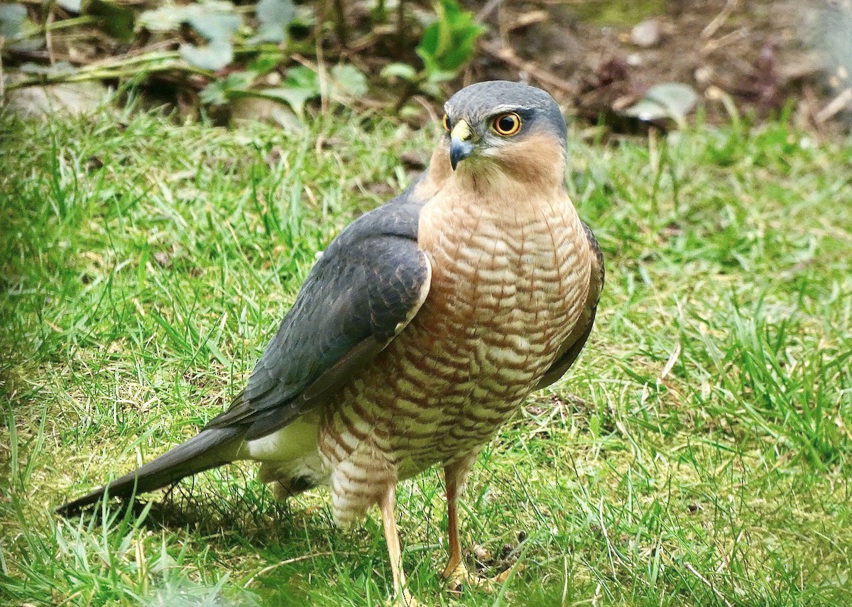 Eurasian Sparrowhawk - ML586218351