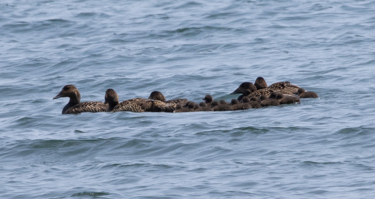 Common Eider - ML586220091