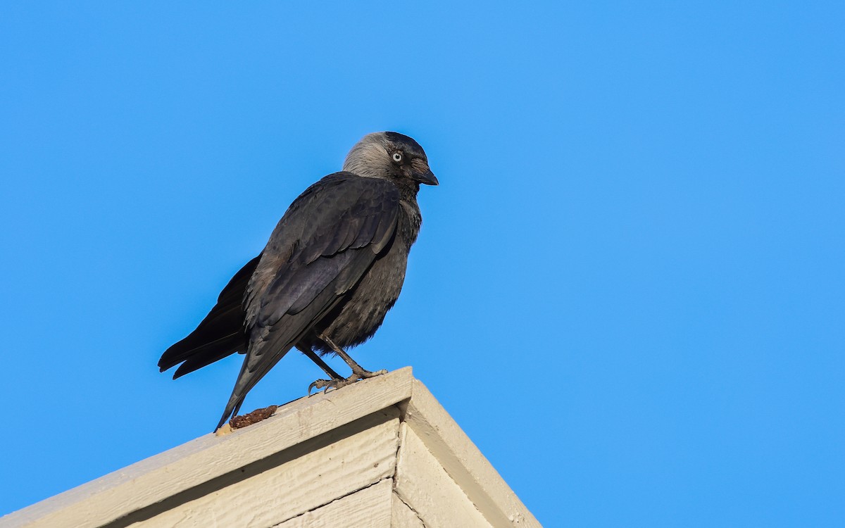 Eurasian Jackdaw - ML586220291