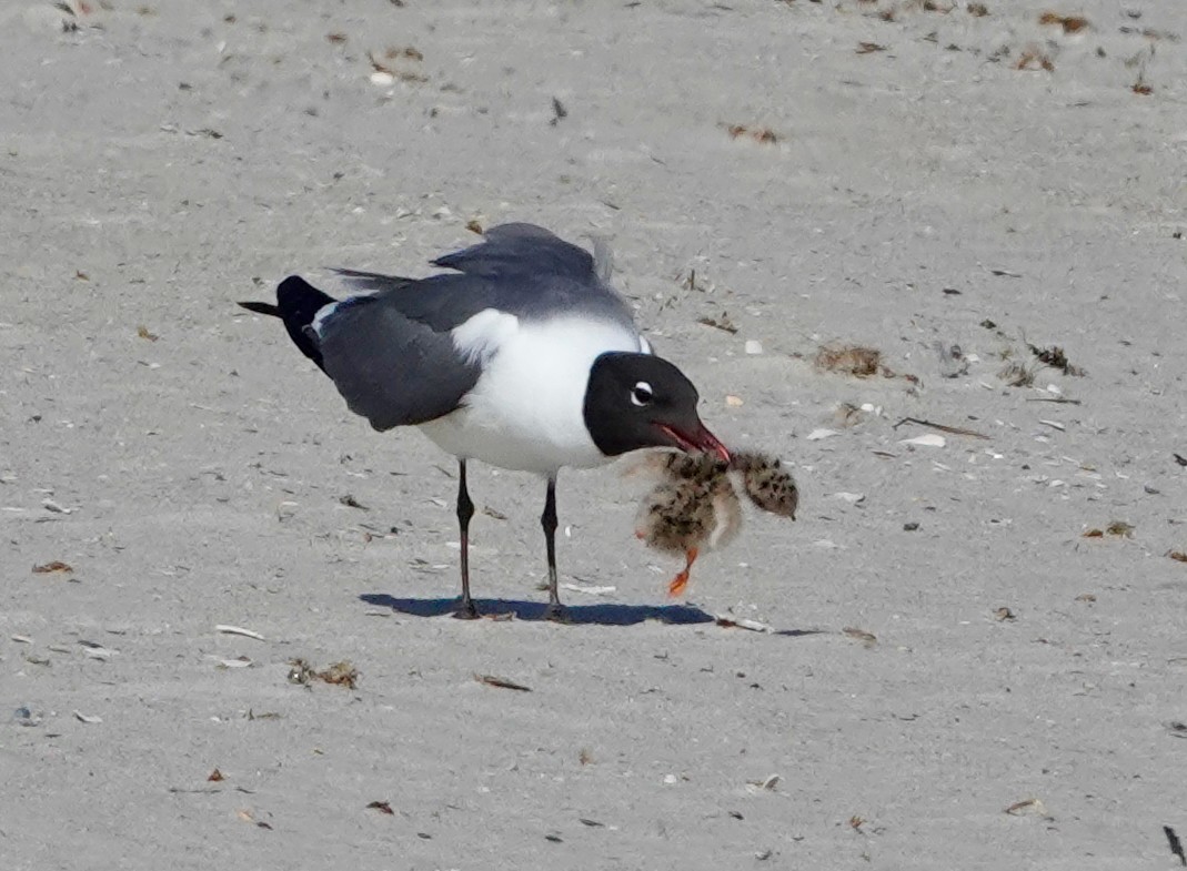 Laughing Gull - ML586221021