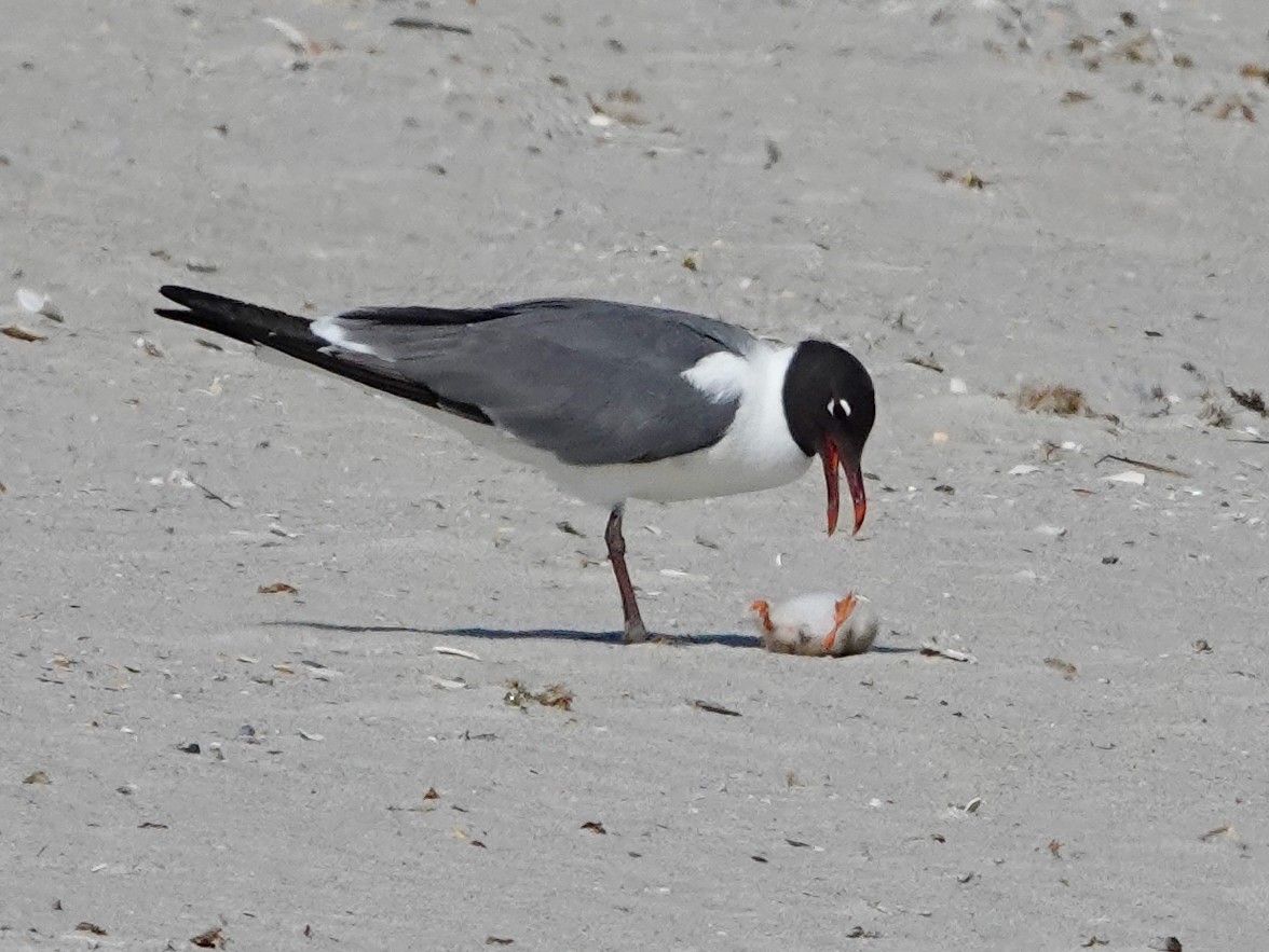 Laughing Gull - ML586221031