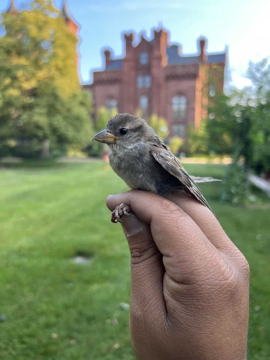 House Sparrow - ML586222231