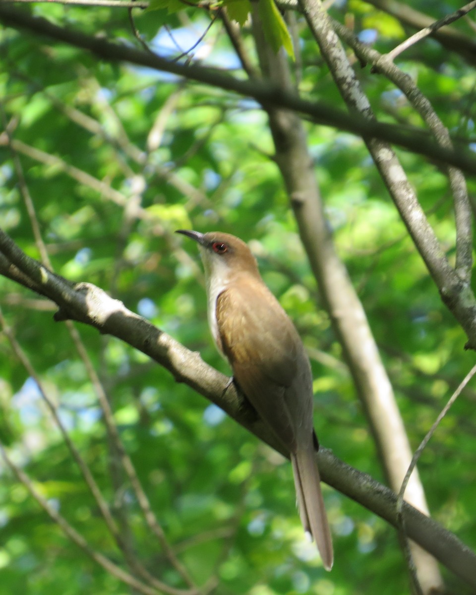 Black-billed Cuckoo - ML58622311