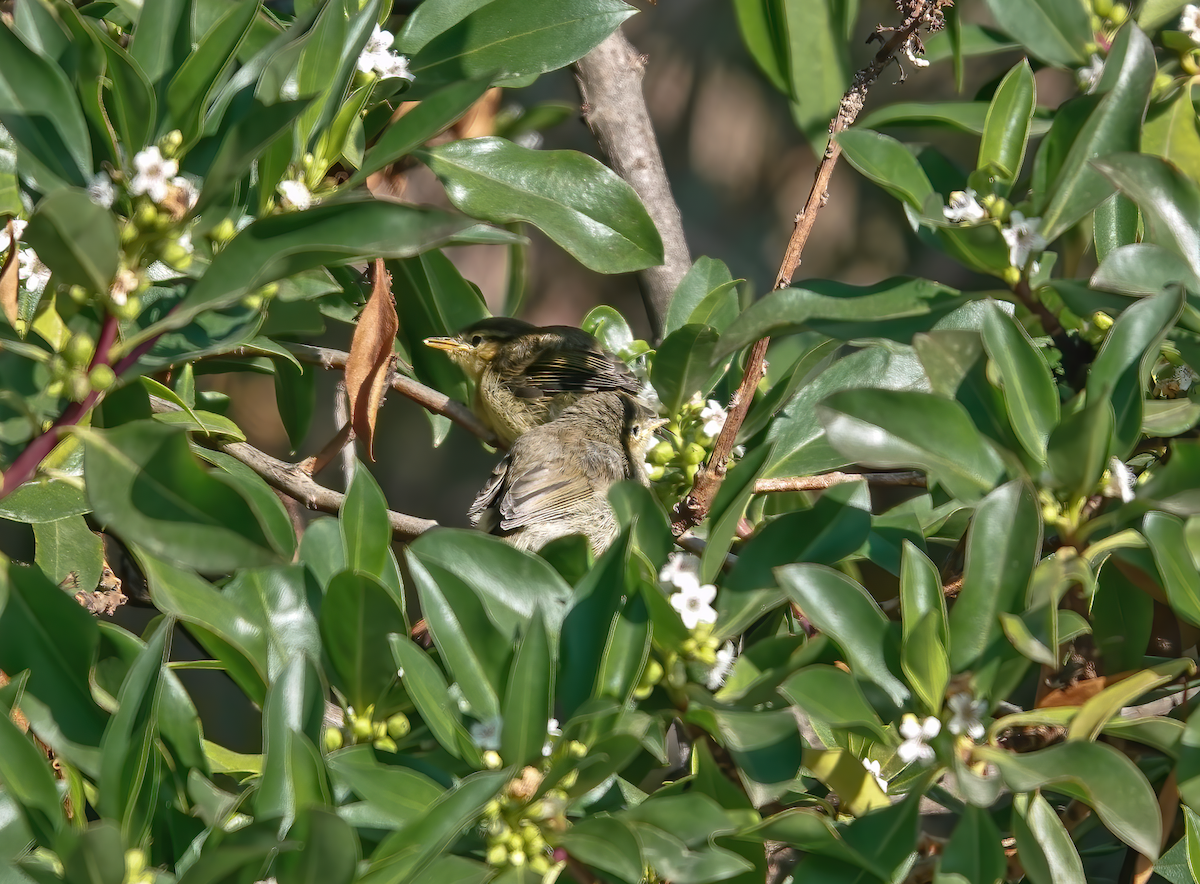 Canary Islands Chiffchaff - ML586223251