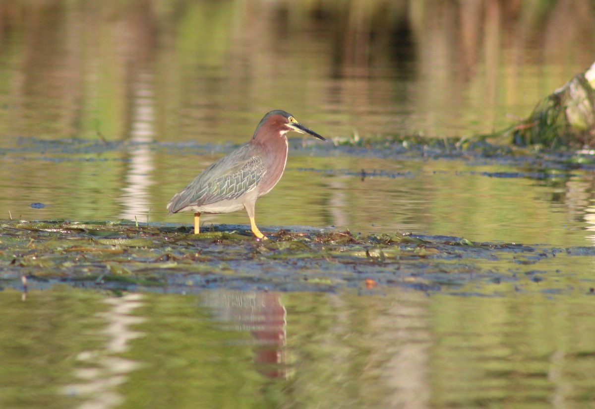 Tricolored Heron - ML586223991