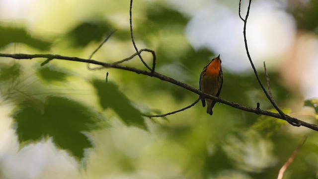 Blackburnian Warbler - ML586224311