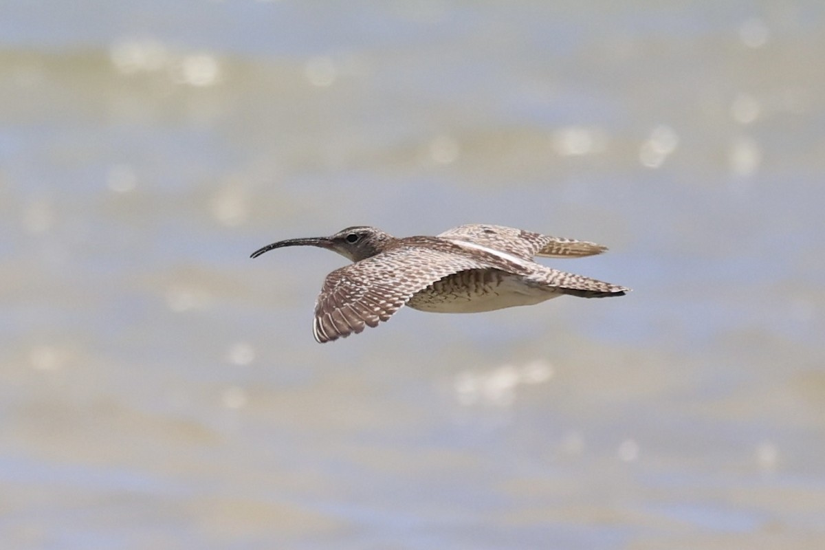 Whimbrel - ML586224731