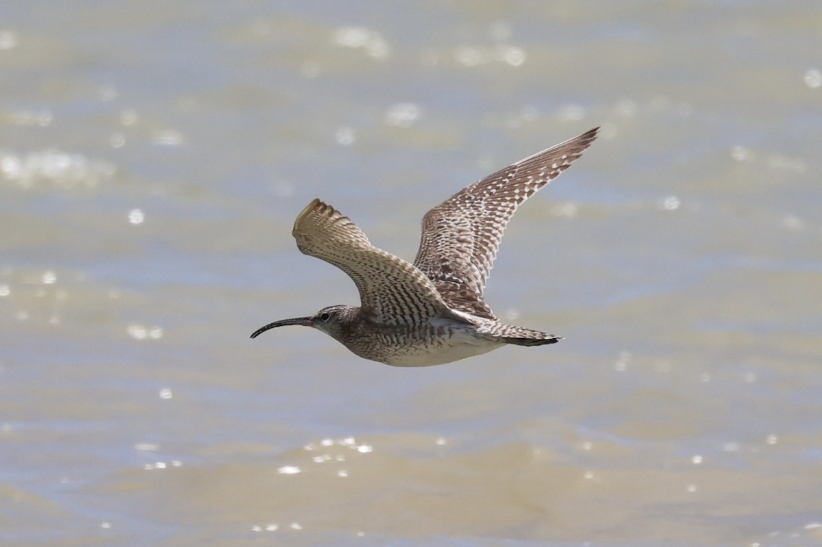 Whimbrel - ML586224741