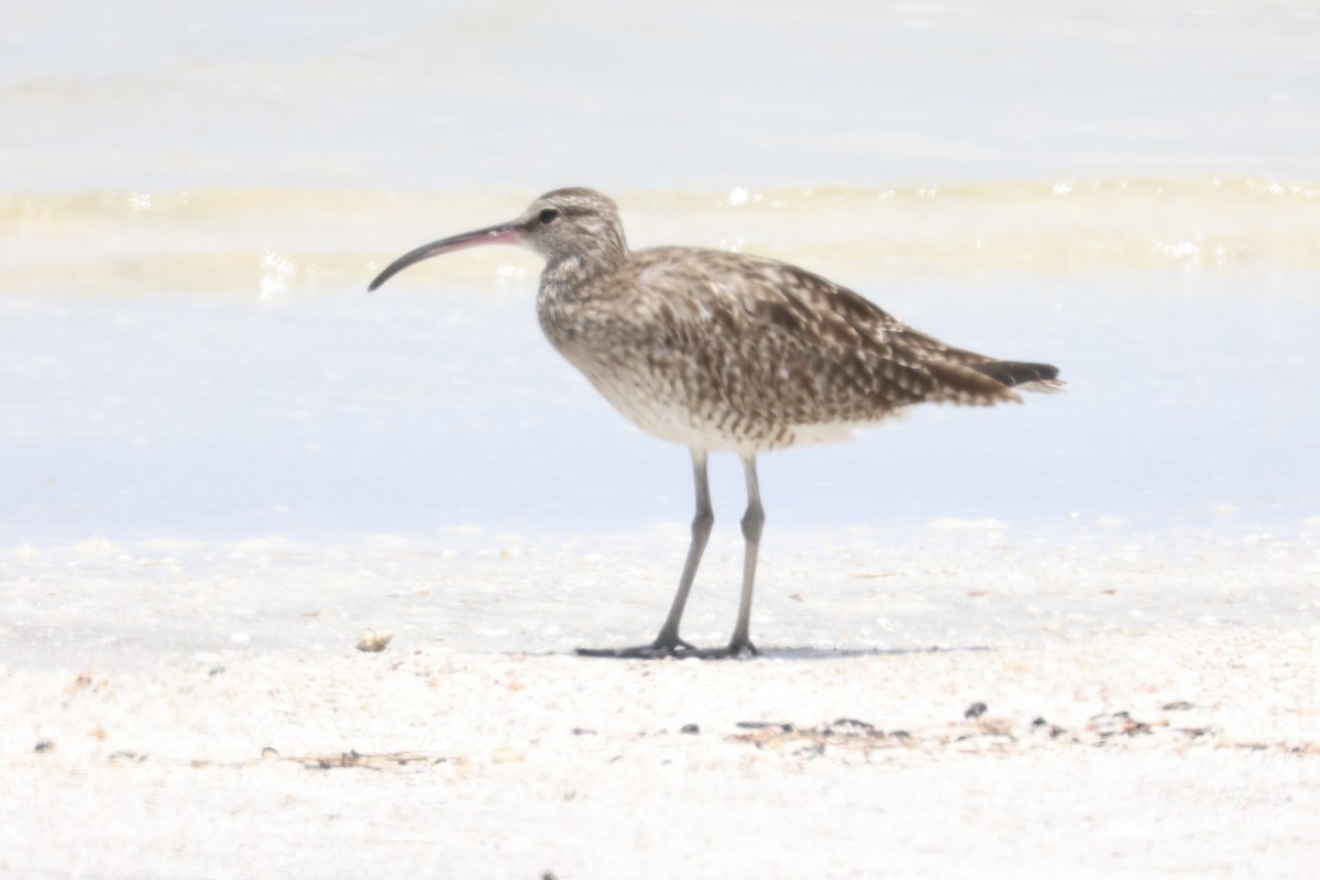 Whimbrel - Andrew William