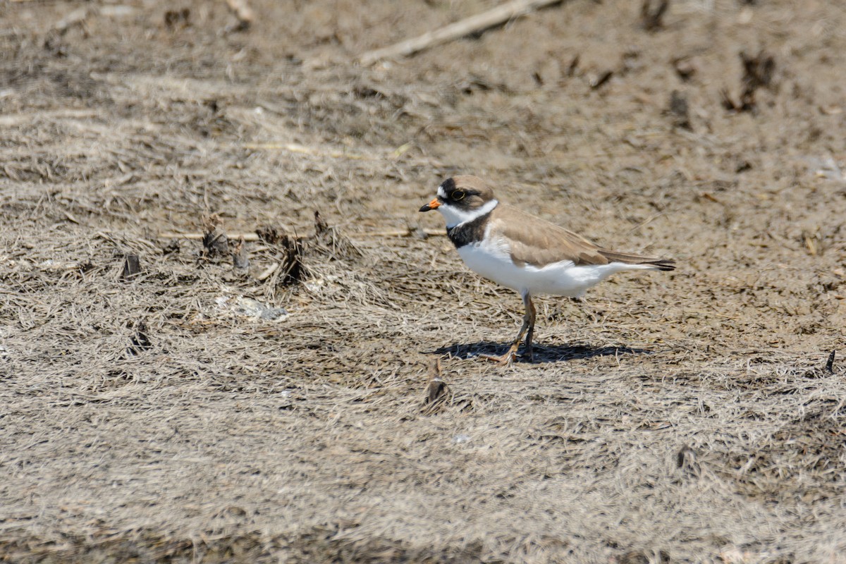 Semipalmated Plover - ML586224941