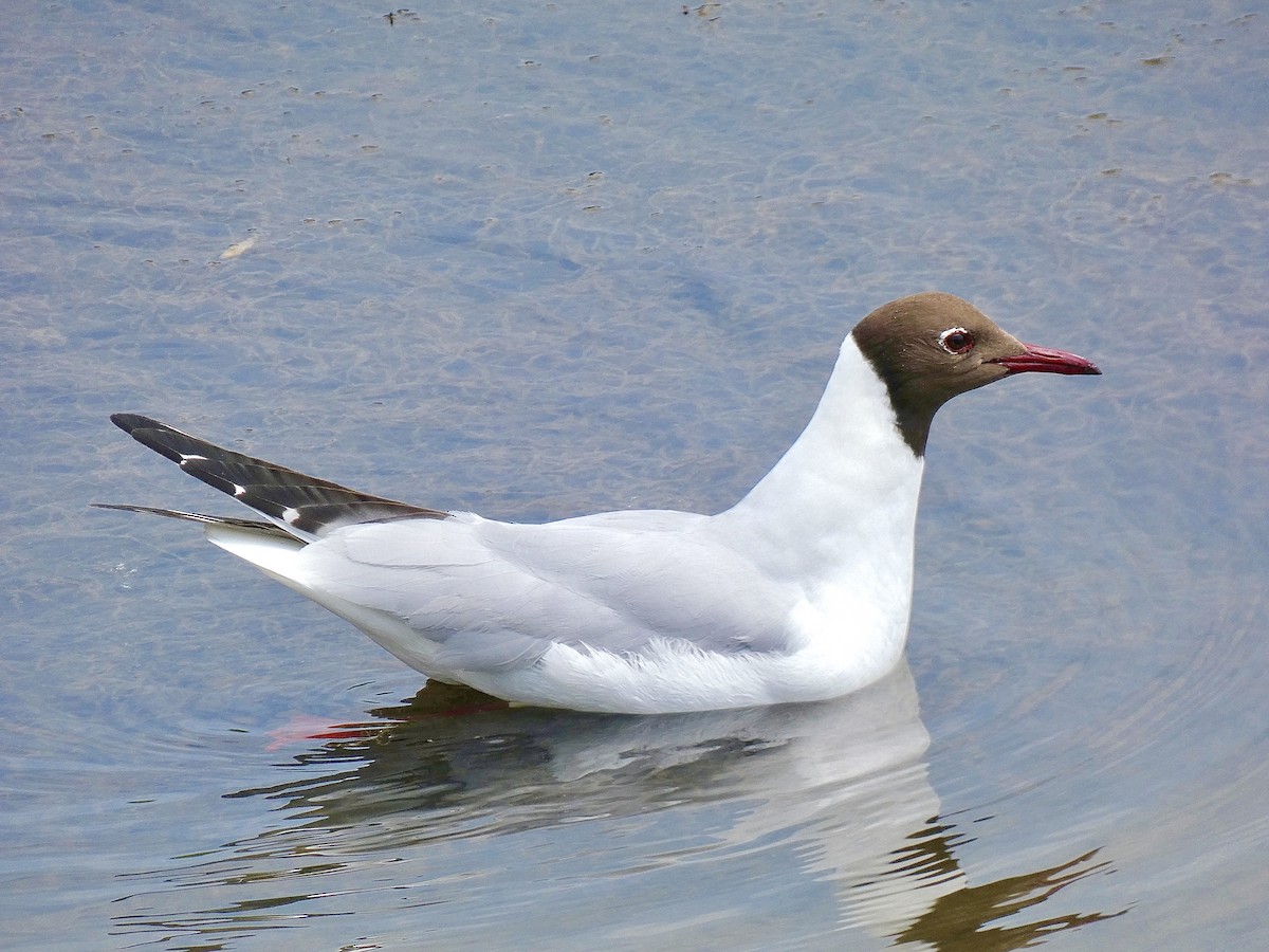 Black-headed Gull - ML586225331