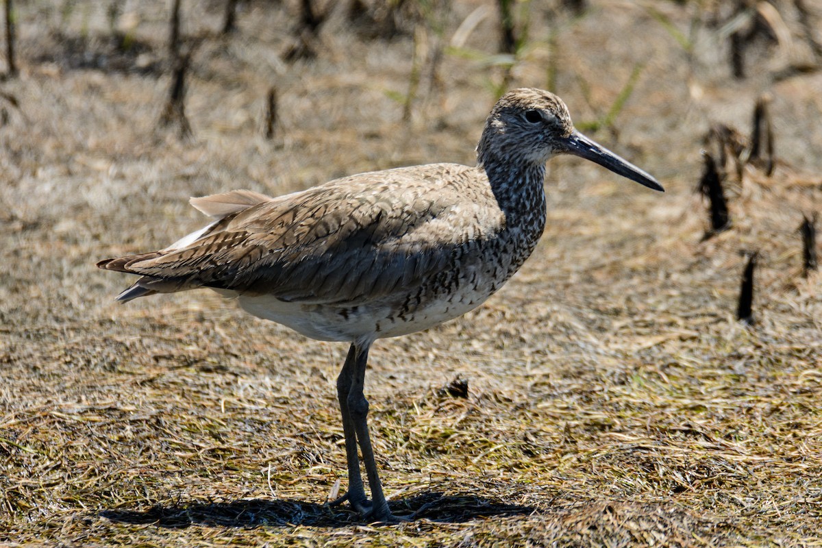 Willet - ML586225391