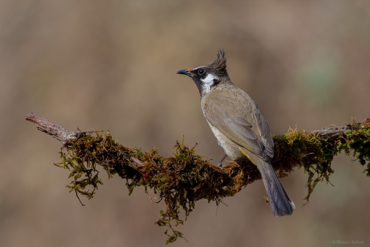 Himalaya Arapbülbülü - ML586225401