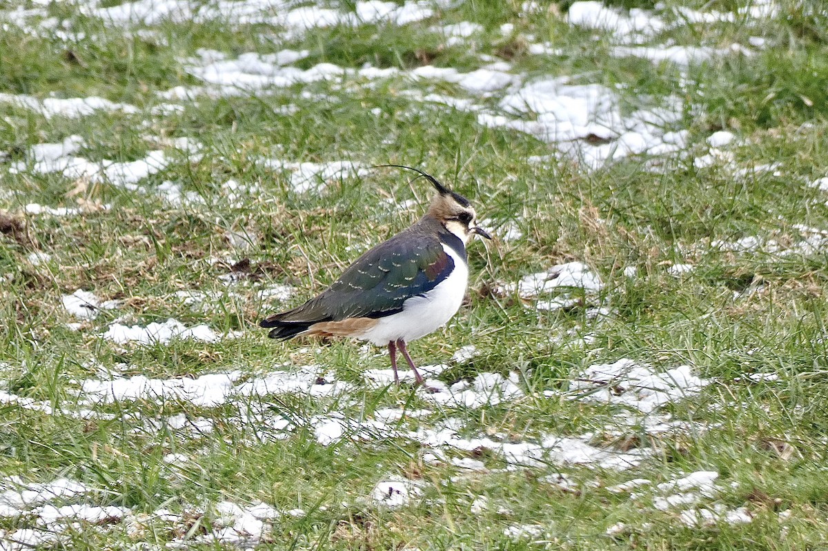 Northern Lapwing - ML586225531