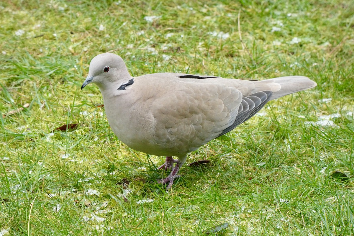 Eurasian Collared-Dove - ML586225721