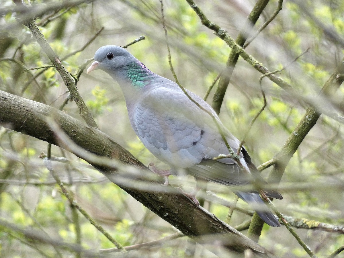 Stock Dove - ML586226411