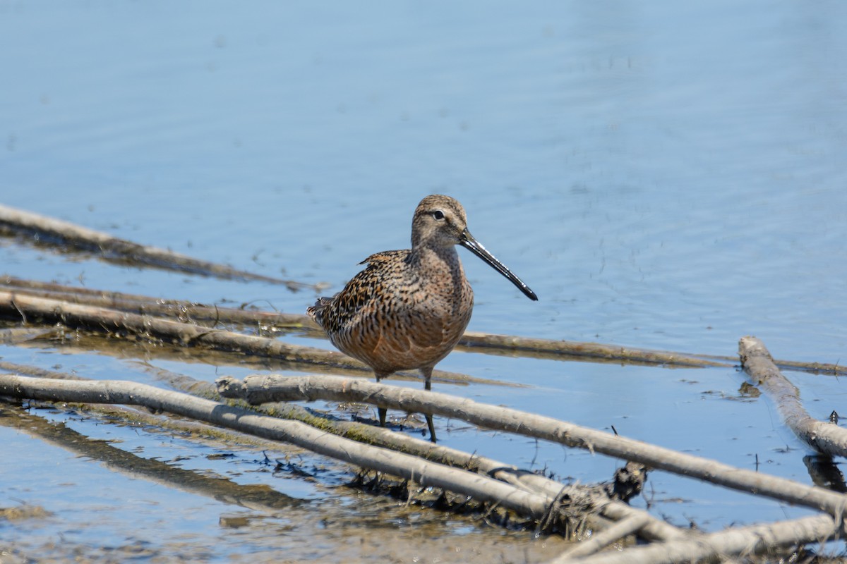Long-billed Dowitcher - ML586226441