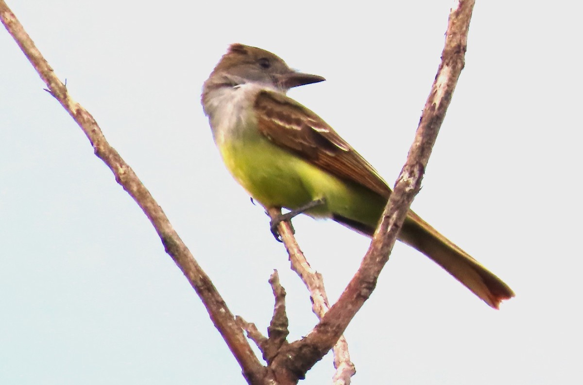 Great Crested Flycatcher - ML586226501