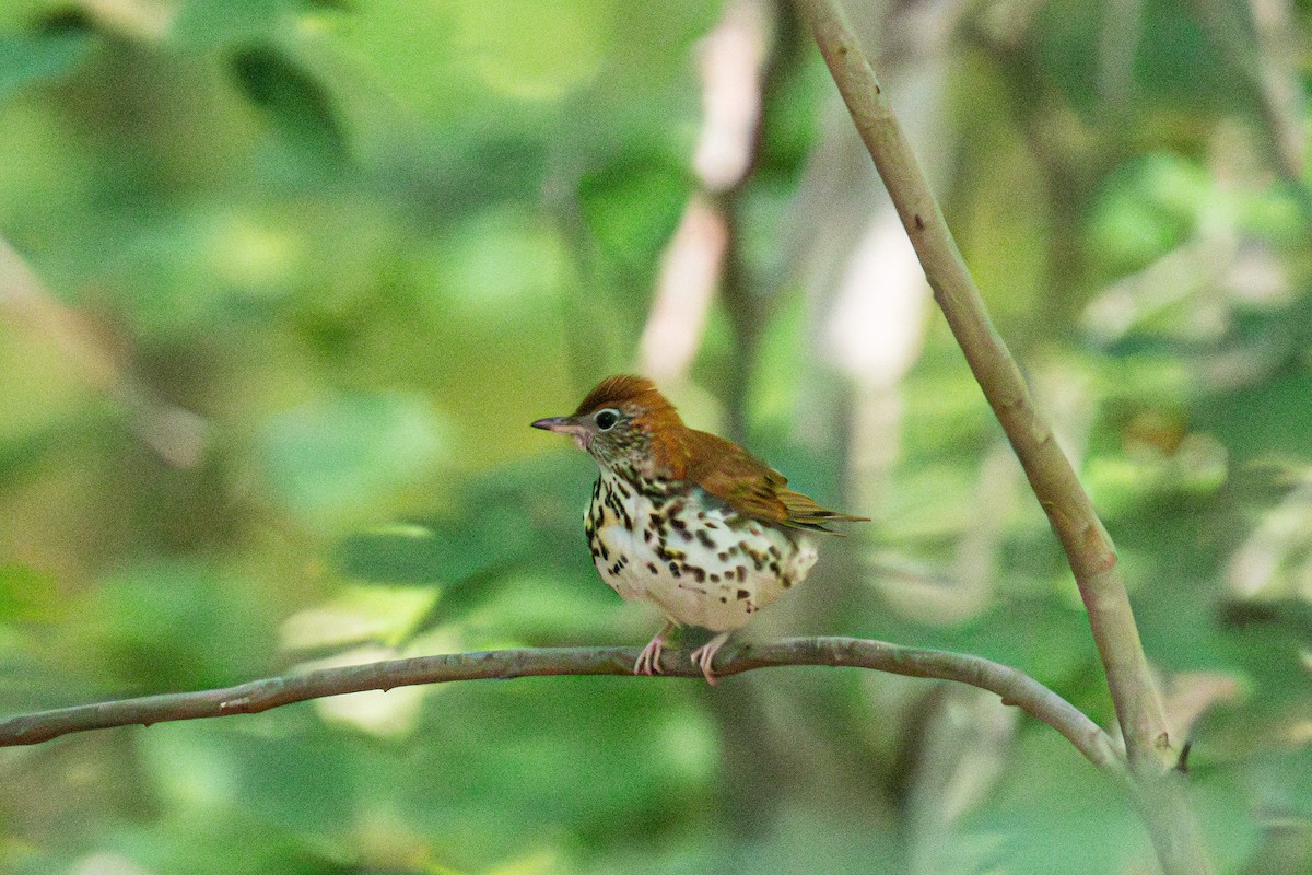 Wood Thrush - ML586228481