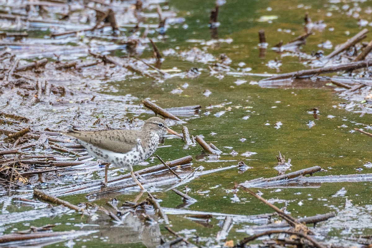 Spotted Sandpiper - Paul Bigelow