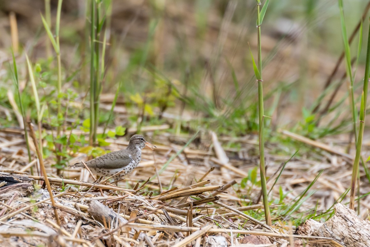 Spotted Sandpiper - Paul Bigelow