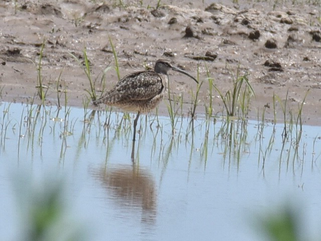 Whimbrel - ML586228981