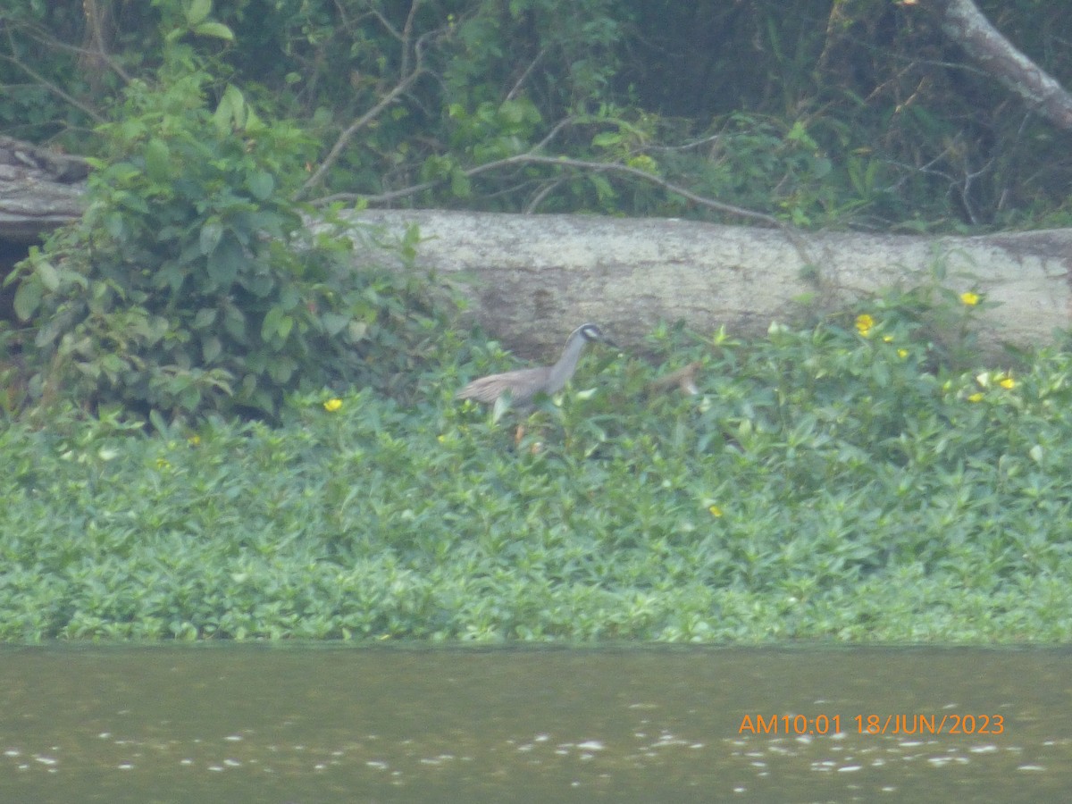 Yellow-crowned Night Heron - ML586229421