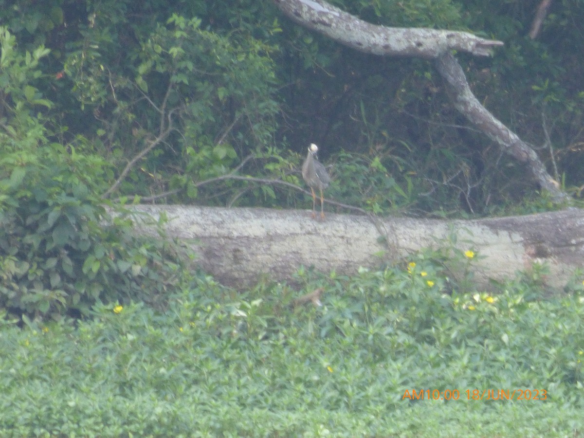 Yellow-crowned Night Heron - ML586229541