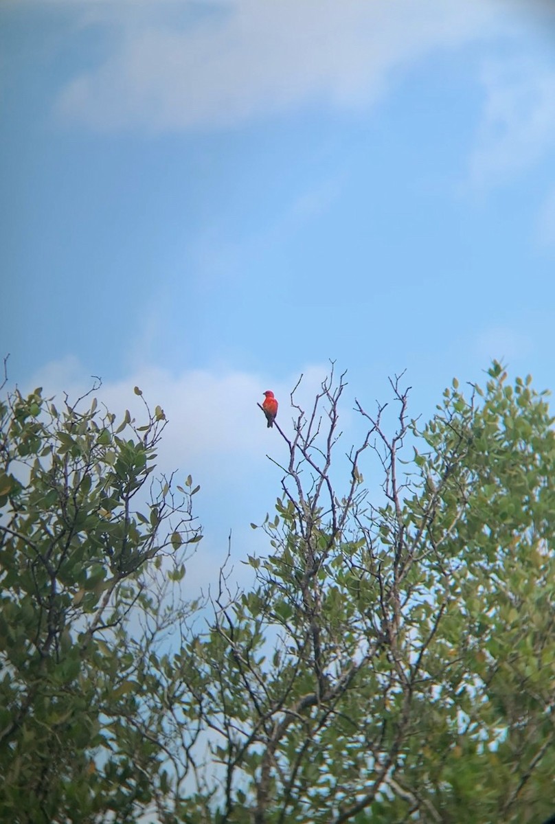 Fodi Rojo - ML586229991